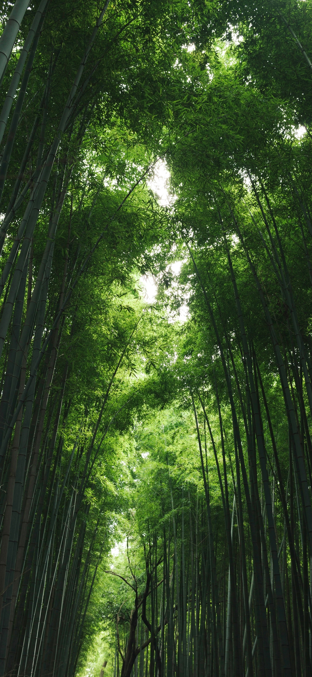 高清护眼竹林风景竖屏手机壁纸 5K/4K分辨率 下载 2585x5616