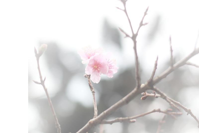 春天草地桃花梨花高清PNG渐变透明背景设计素材下载