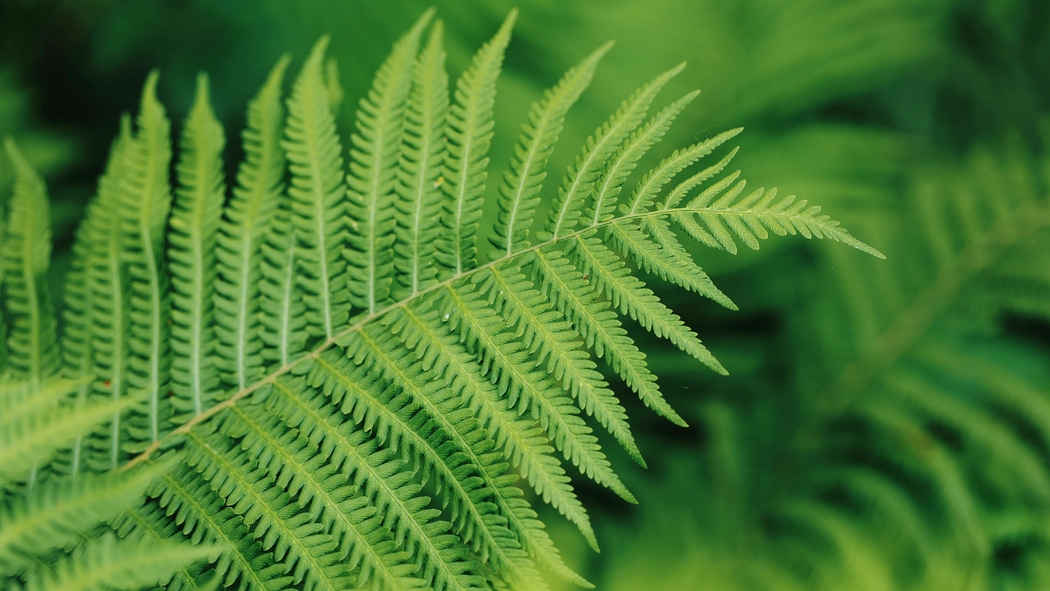 蕨类植物高清壁纸，5K护眼绿意风景，4K分辨率5326x2996下载