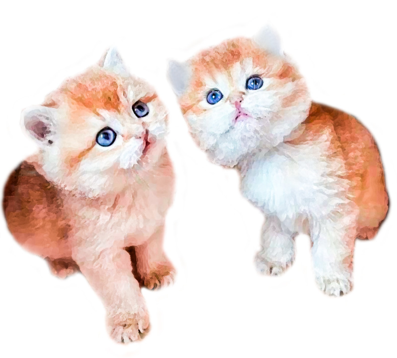 可爱猫咪油画高清PNG素材，动植物元素动物图片免费下载
