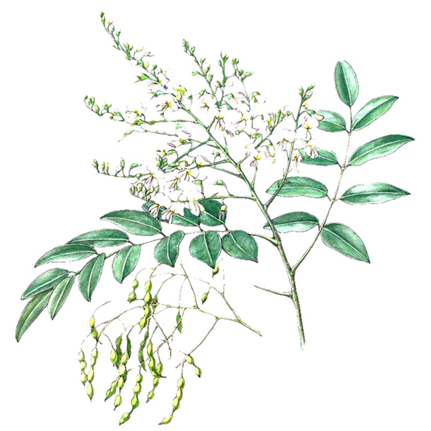 洋槐花草药高清PNG透明图片素材，动植物元素植物设计下载