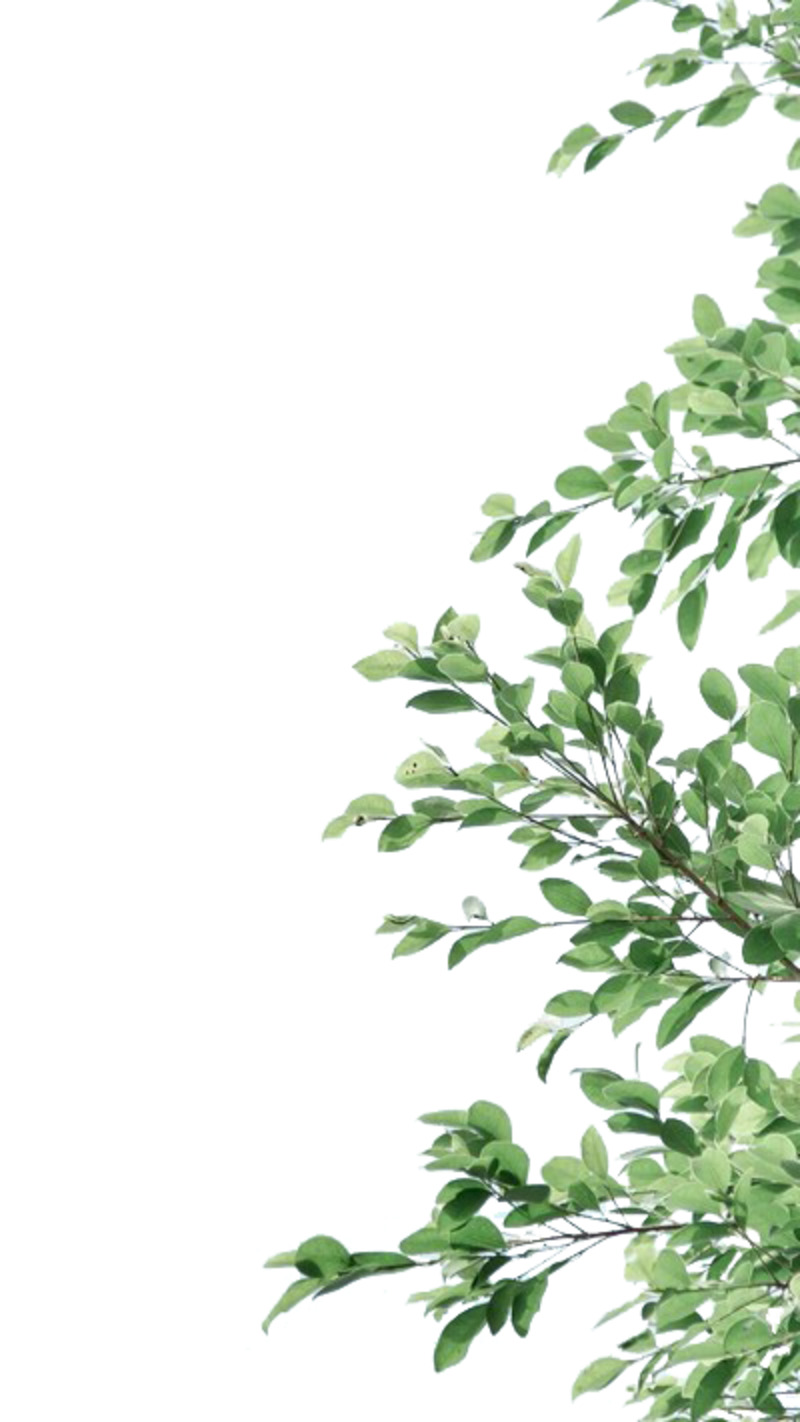 高清绿色小清新树叶PNG透明图片，动植物设计素材下载