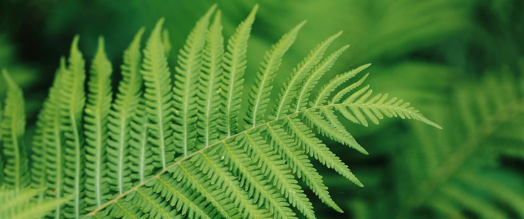 高清3440x1440带鱼屏壁纸，绿色蕨类植物，护眼必备