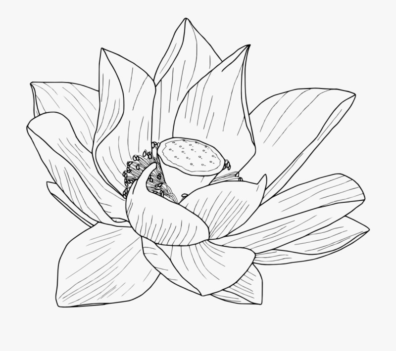 高清透明PNG矢量荷花黑白线稿，动植物元素手抄报设计素材下载