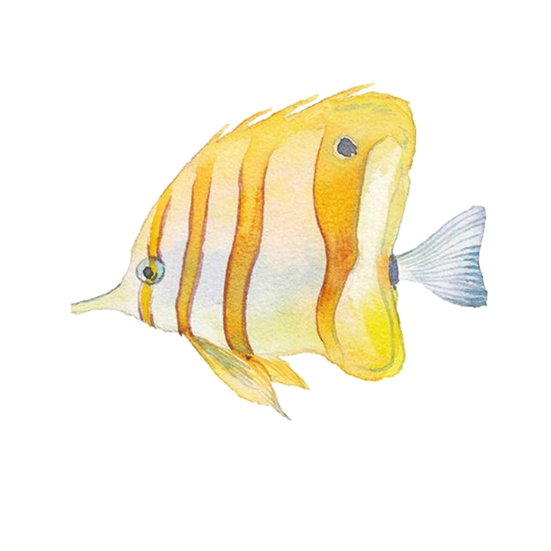 高清透明PNG，手绘风格886x886海底鱼2动植物动物设计素材下载
