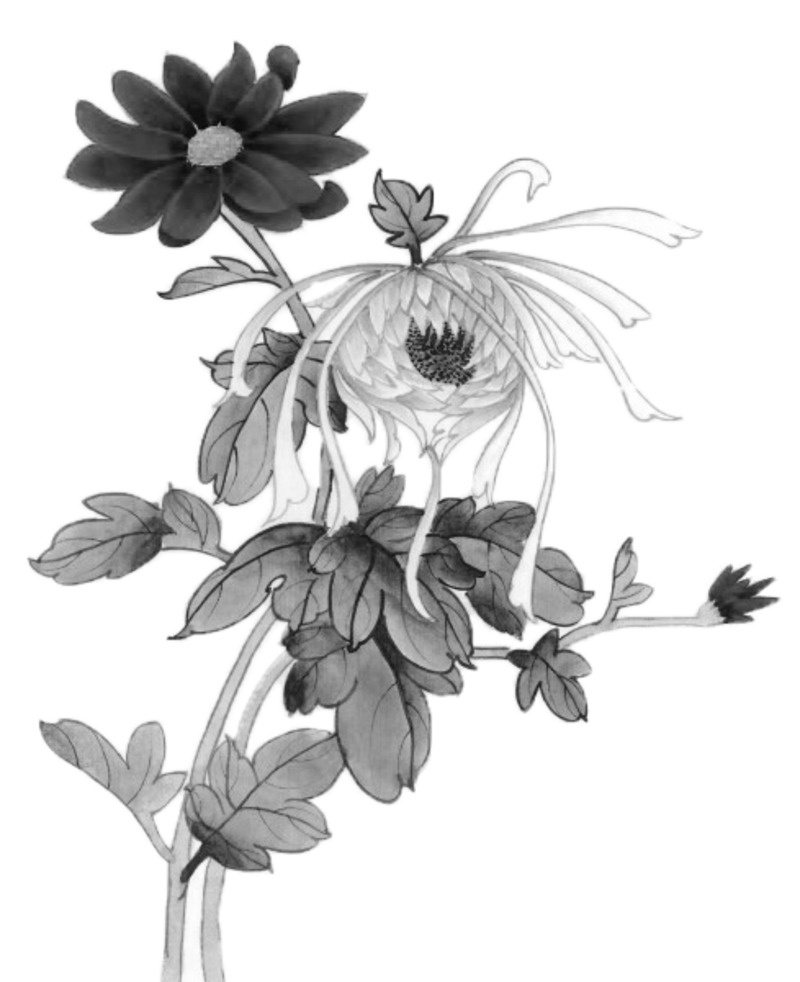 水墨菊花高清透明PNG装饰素材，墨迹笔触设计图片免费下载