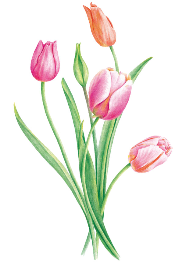 高清透明郁金香插画PNG格式装饰植物设计素材下载