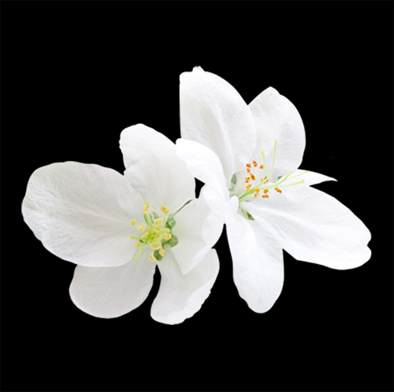 高清透明PNG，小清新白色梨花免扣植物装饰设计素材下载