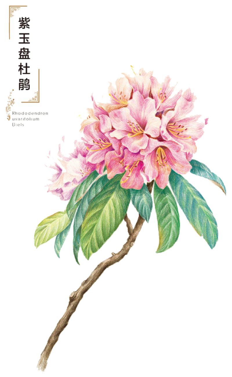 高清透明手绘花卉PNG动植物设计素材图片下载