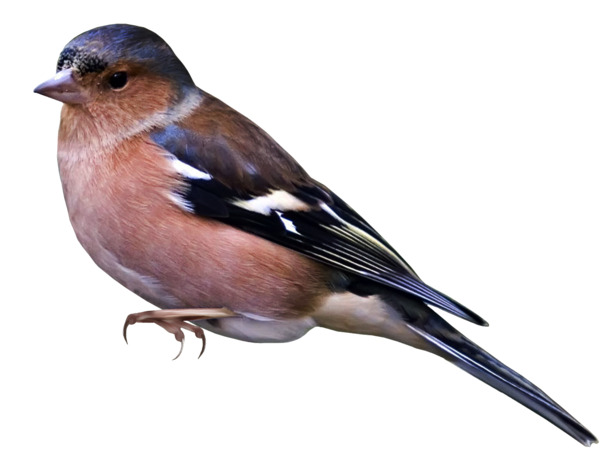 喜鹊鸟高清透明PNG动植物设计素材图片下载