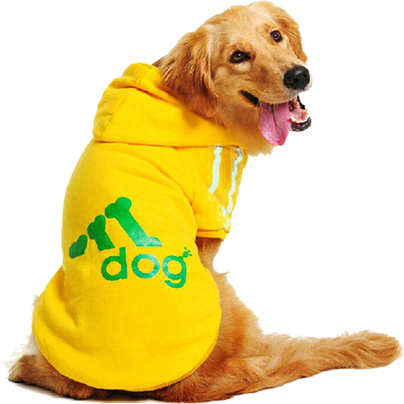 金毛导盲犬高清透明PNG图片，动植物动物设计素材下载