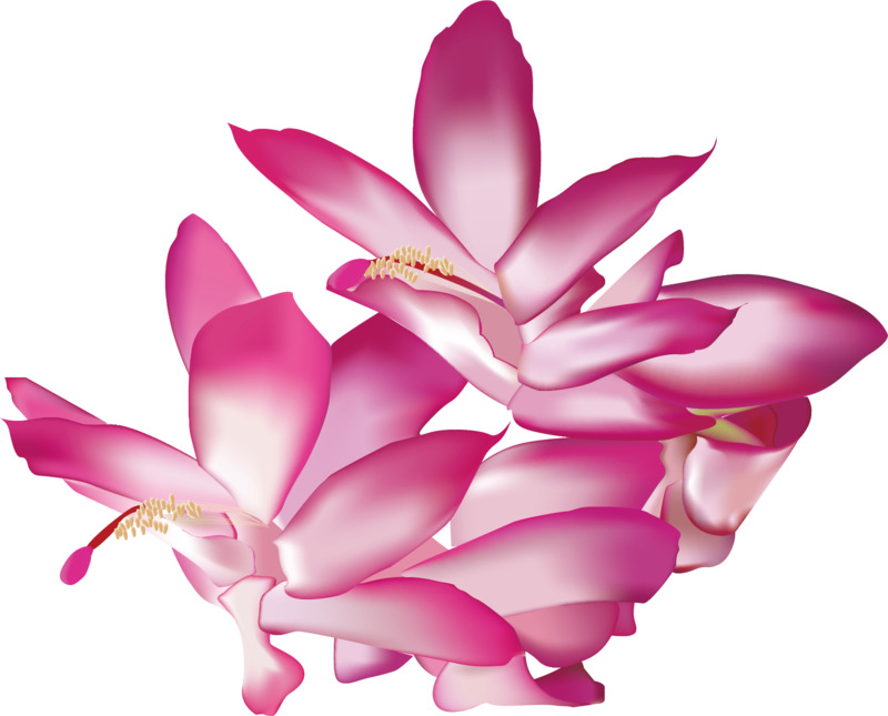 高清透明花系PNG素材，花朵、花纹、花絮及花瓣漂浮设计元素淘宝下载