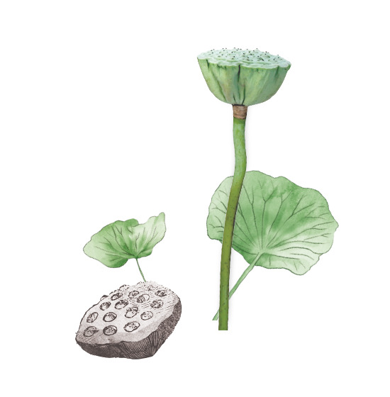 高清透明手绘莲蓬荷叶植物PNG装饰素材设计图片下载