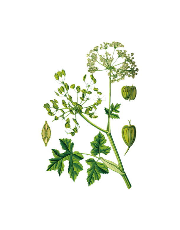 高清透明白芍PNG动植物设计素材图片免费下载