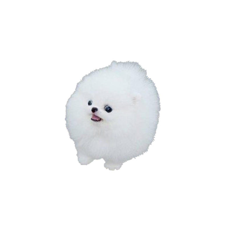 高清透明背景白色博美犬PNG图片，动物设计素材免费下载