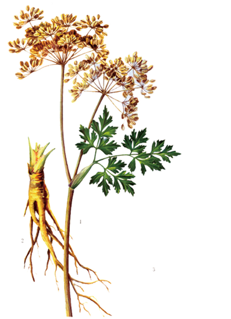 高清透明PNG中药当归动植物设计素材图片下载