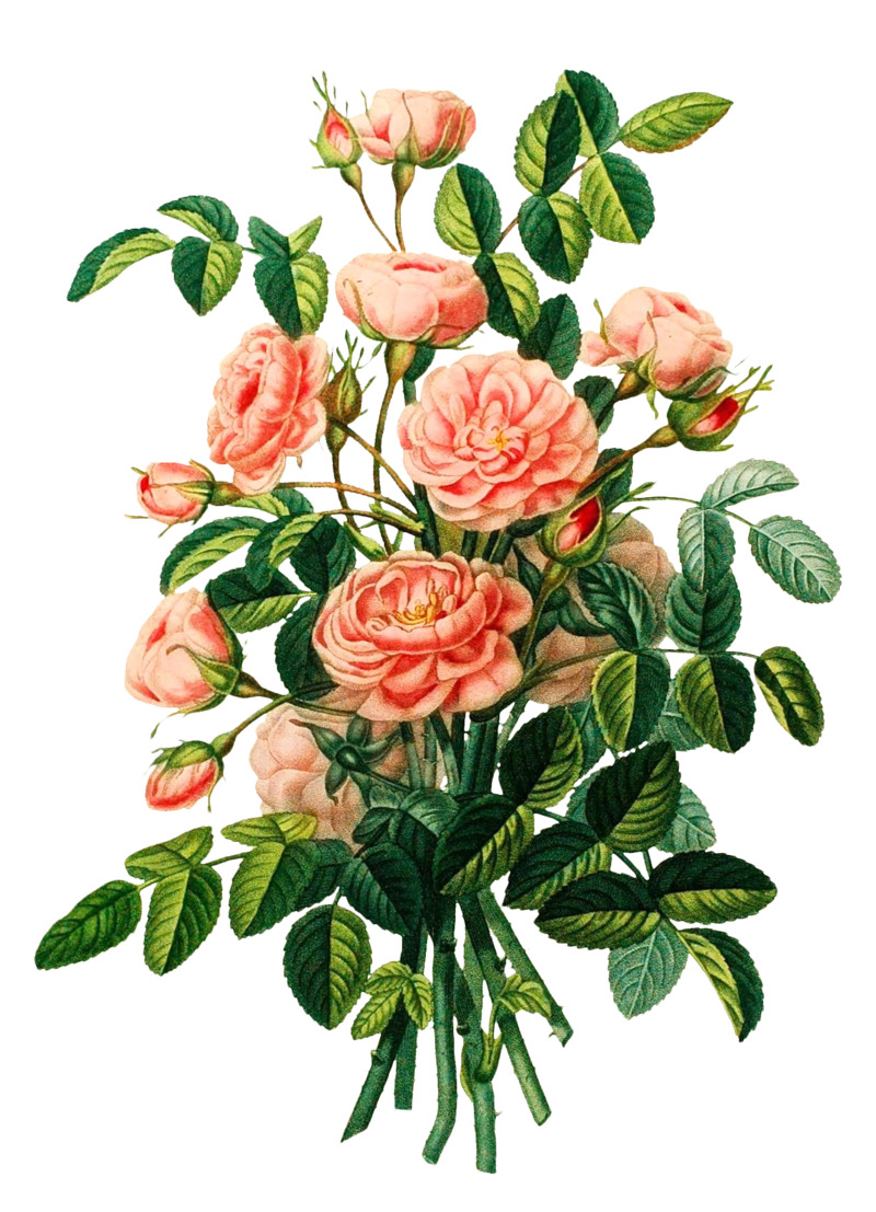 复古手绘植物插画高清PNG透明底设计素材下载