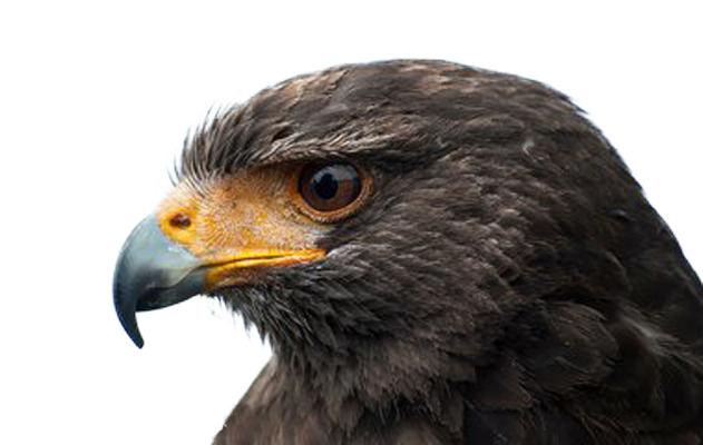 高清透明PNG素材，鹰的冷峻眼神动植物设计元素下载