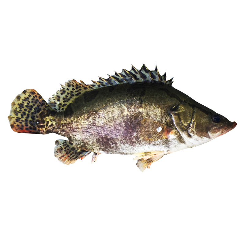 新鲜鳜鱼（桂鱼）高清透明PNG图片，动植物动物设计素材下载