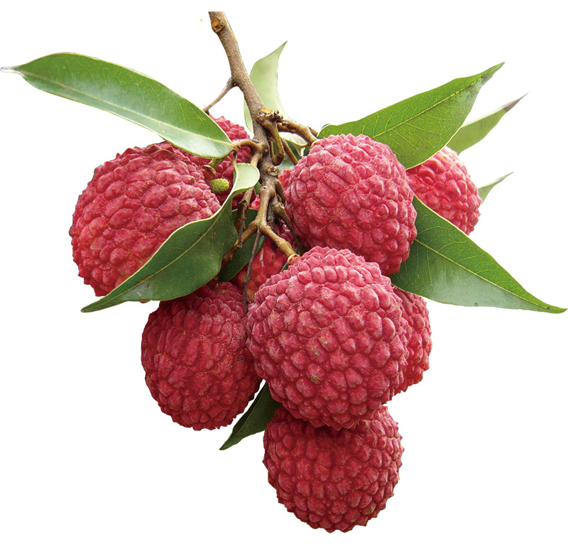 新鲜荔枝水果高清PNG透明背景图 荔枝叶动植物设计素材下载