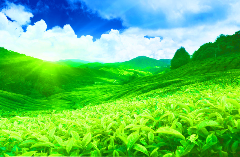 高清透明茶叶主题PNG背景图及设计素材免费下载