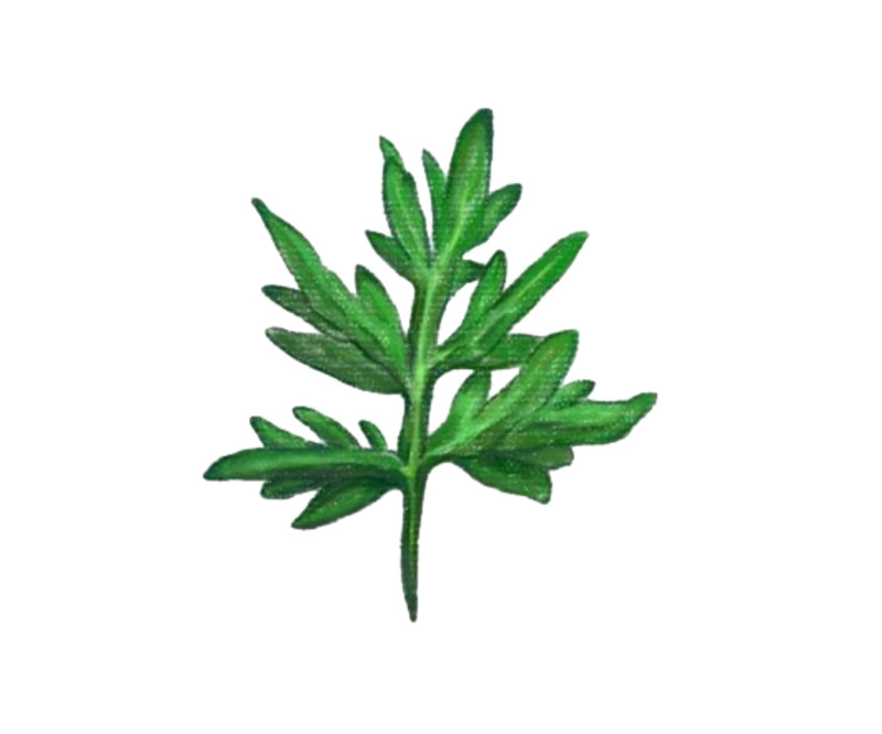 手绘高清透明PNG叶子动植物元素设计素材免费下载