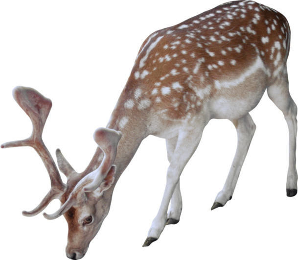 高清透明PNG素材，深林精灵与梅花鹿觅食场景动植物设计图片下载