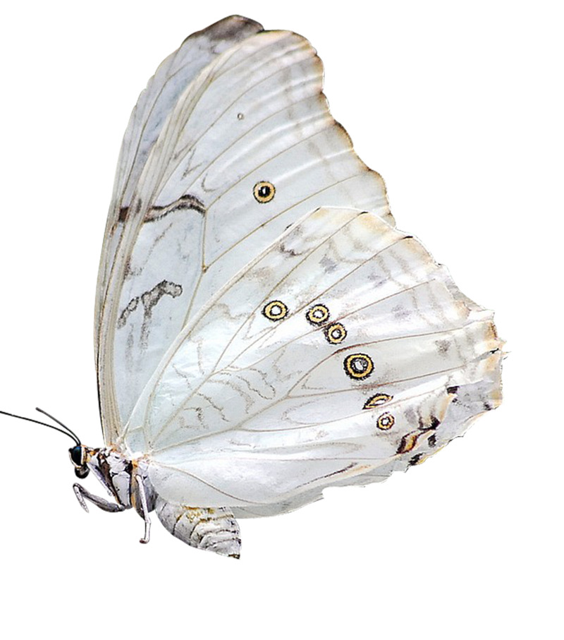 高清透明蝴蝶PNG图片，动植物设计素材免费下载