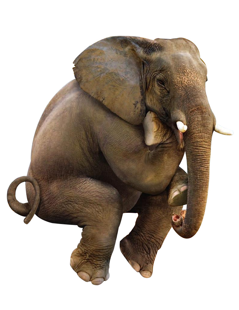 高清透明PNG坐姿草原大象动植物设计素材图片下载