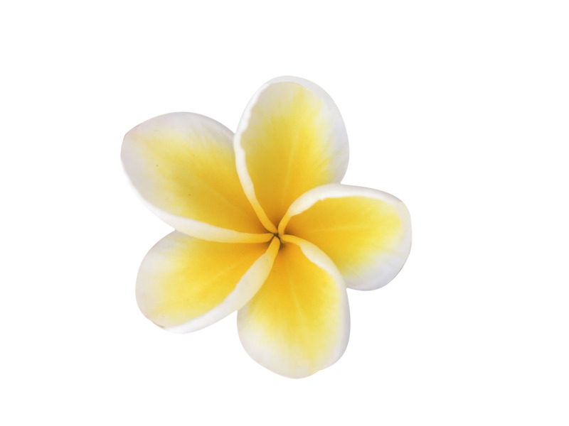 高清透明PNG鸡蛋花盛开图，动植物设计素材免费下载