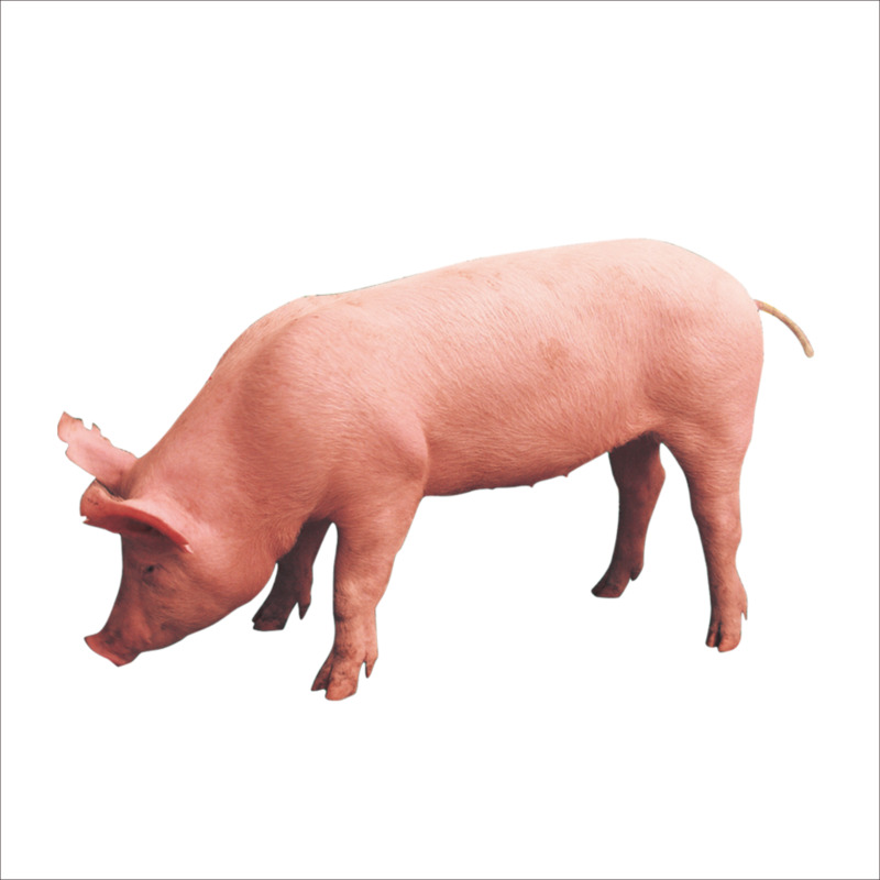 猪元素高清透明PNG动植物动物设计素材下载
