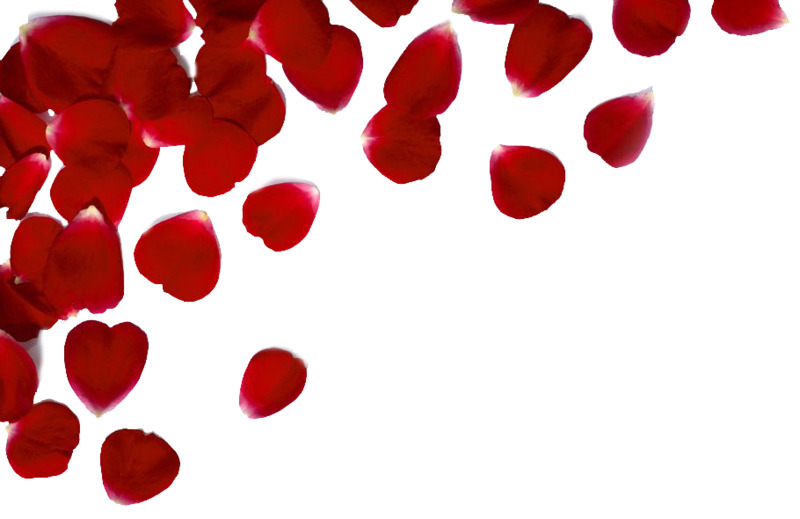 高清透明漂浮玫瑰花瓣PNG设计素材下载
