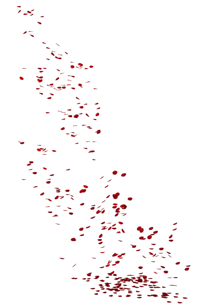 高清透明PNG漂浮花瓣植物海报设计素材下载