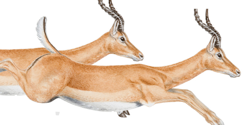 高清透明PNG藏羚羊插画，动植物设计素材免费下载