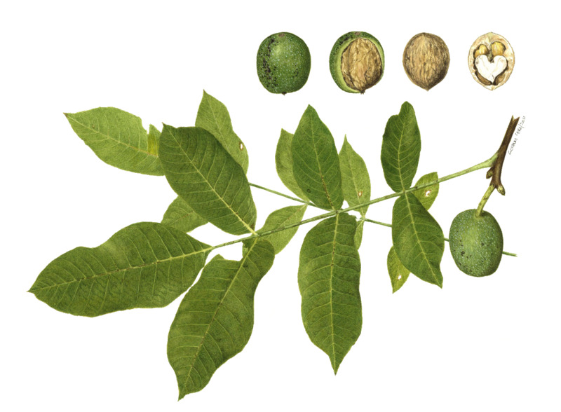 高清透明PNG植物叶子漂浮元素设计素材免费下载