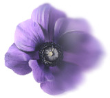 高清透明蓝色漂浮花瓣PNG设计素材免费下载