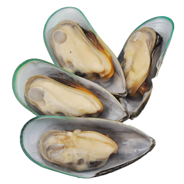 高清透明半壳青口贝PNG装饰素材，生活用品设计图片下载