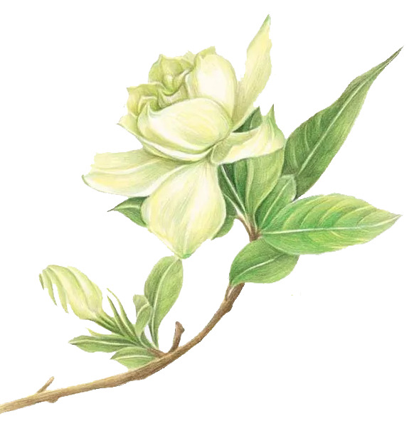 高清透明手绘栀子花PNG装饰元素，植物设计素材免费下载