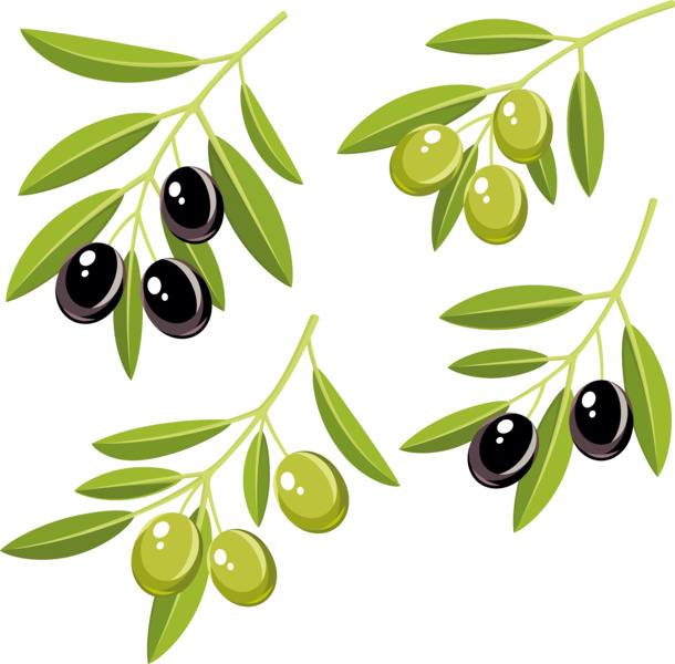 两枝青绿橄榄高清透明PNG装饰元素，含AI设计素材下载