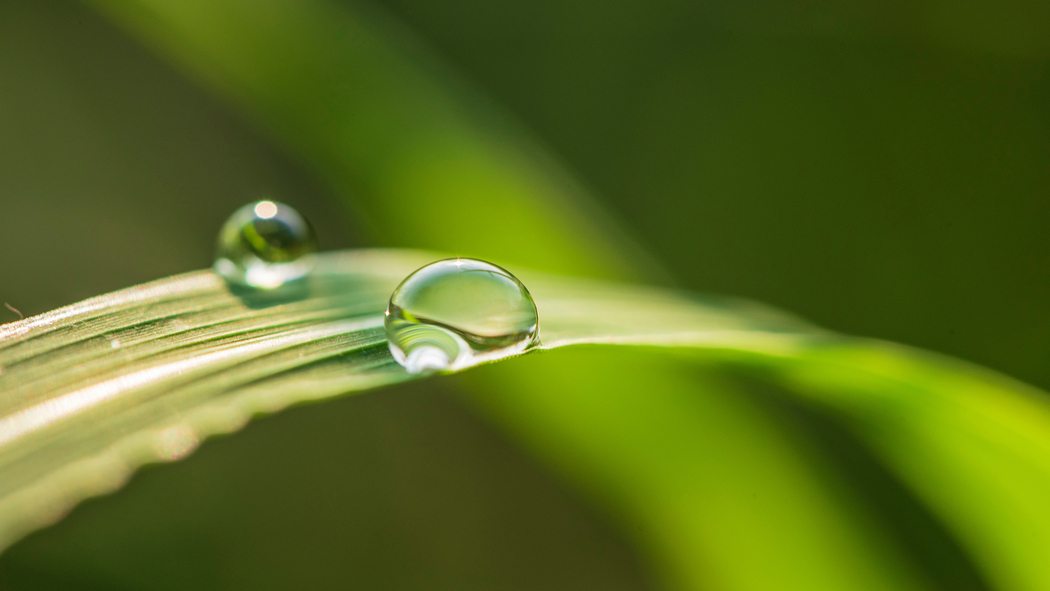 4K高清露珠护眼风景壁纸 3840x2160超清图片免费下载