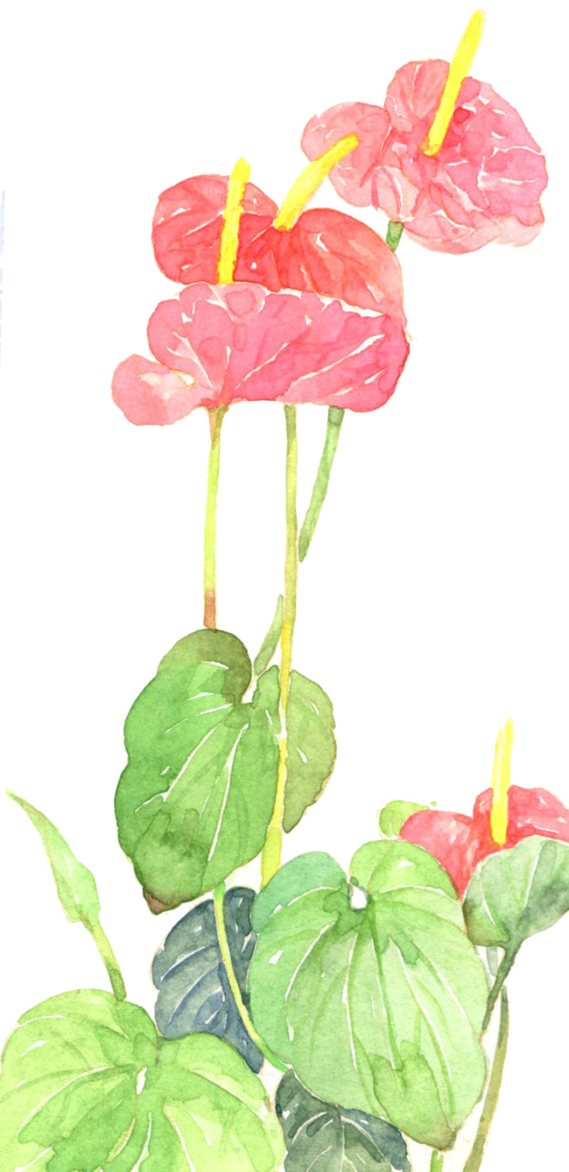 红掌花高清透明PNG装饰花纹设计素材免费下载