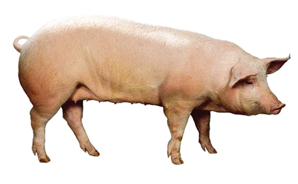 猪家畜设计素材，高清透明PNG装饰动物图片下载