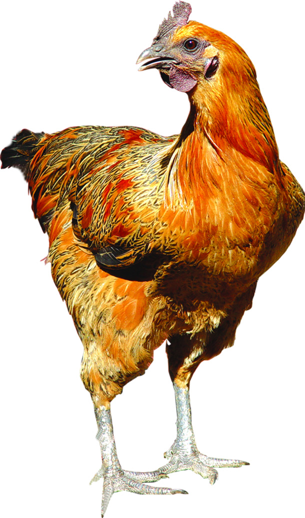 土鸡蛋动物禽类包装