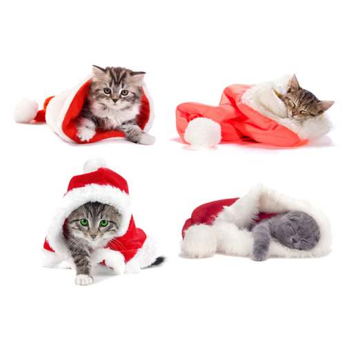 圣诞猫咪高清PNG透明背景装饰素材，动物设计图片免费下载