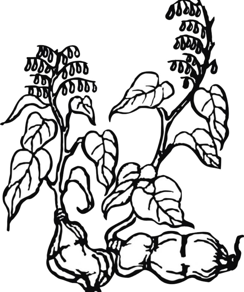 何首乌高清透明PNG装饰花纹设计素材免费下载