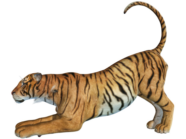 高清透明匍匐老虎PNG装饰素材，动物设计图片下载