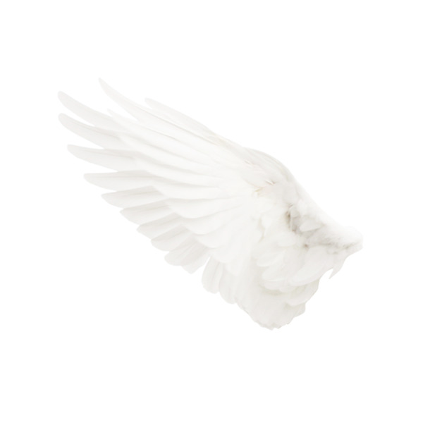 翅膀动物高清透明PNG装饰设计素材免费下载