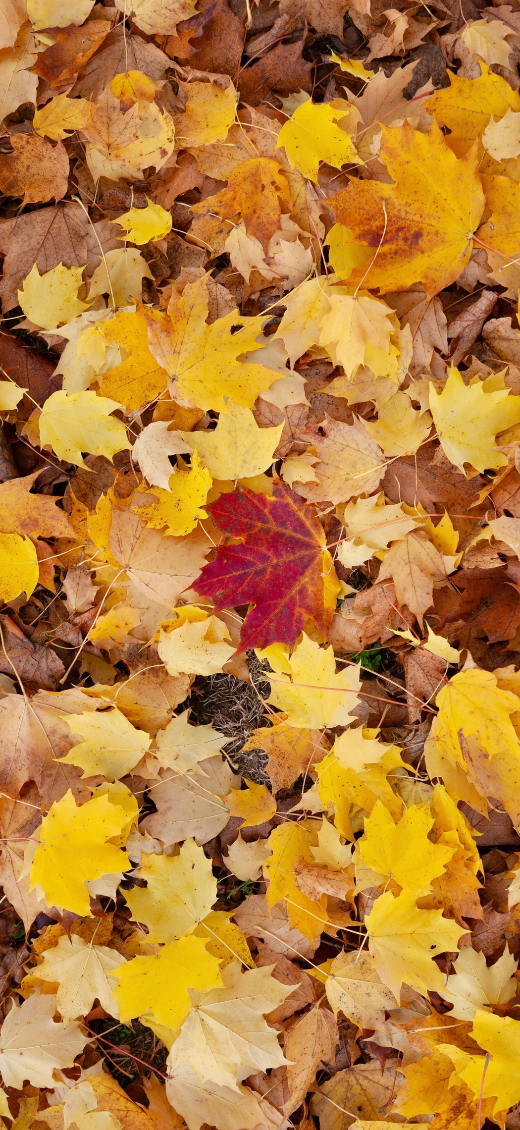 秋日落叶满地景，5K/4K高清手机壁纸2488x5405免费下载