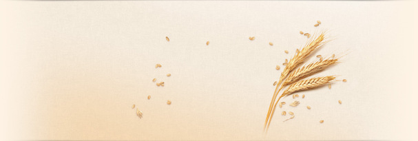 秋季黄色麦穗丰收高清透明PNG背景摄影设计素材下载