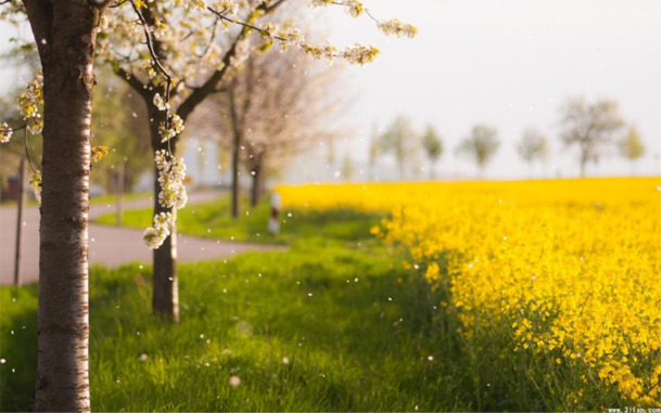 高清透明背景,手绘唯美黄色小花草地PNG设计素材下载 高清透明背景,手绘唯美黄色小花草地PNG设计素材下载